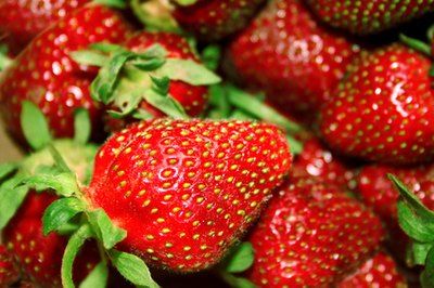 Strawberries are sweet, bright red fruits that are full of nutrients and low in calories. This fruit is easily recognized by its unique shape and seeds that grow on the outside. Strawberry seeds can be taken from the fruit and planted to grow new strawberry plants, but it can be difficult to remove the seeds without ... How To Plant Strawberries, Plant Strawberries, How To Grow Strawberries, Strawberry Seeds, Grow Strawberries, Orange Peels, Hardiness Zones, Strawberry Seed, Strawberry Garden