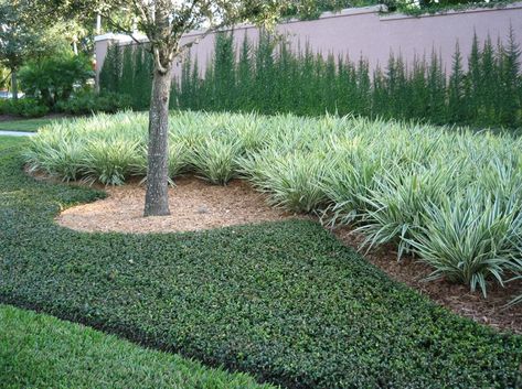 Liriope muscari 'Monroe's White' Lilyturf - easy grower in shade to part sun Jasmine Ground Cover, Asian Jasmine, Jasmine Plant, Front Landscaping, Garden Shrubs, Ground Cover Plants, Ornamental Grasses, Ground Cover, Front Garden