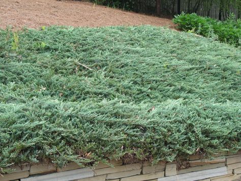 Juniperus horizontalis 'Procumbens' / Juniperus horizontalis 'Procumbens' - OnlinePlantGuide.com 4528 Creeping Juniper, Ground Cover Plants, Green Roof, Ground Cover, Backyard Design, Live Plants, Yard Landscaping, Blue Rug, Front Yard Landscaping