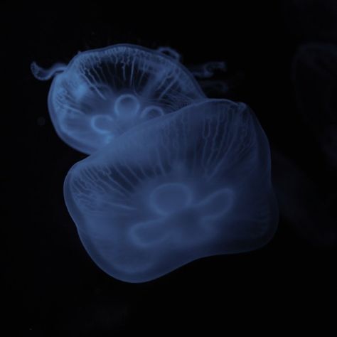 Jellyfish Iphone Layout, Jellyfish Icons For Apps, Freminet Widget, Jellyfish Black Background, Jellyfish Pfp, Jellyfish Png, Deep Sea Jellyfish, Cool Sea Creatures, Black And Blue Wallpaper