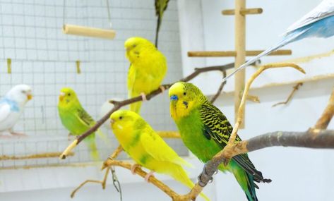 This is the kind of article where you should learn about basic budgie cage setup, and about mistakes everyone makes. Parakeet Cage Setup, Budgie Cage Ideas, Diy Parakeet Cage, Budgie Cage Setup, Budgies Parrot, Budgie Cage, Parakeet Cage, Budgies Bird, Parakeets