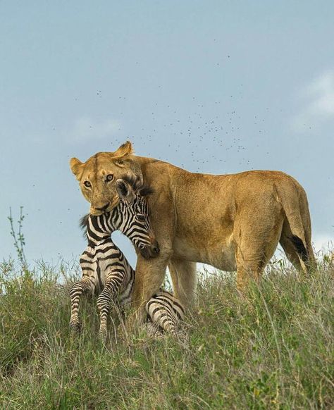 Lion Eating, African Animals Photography, Nat Geo Wild, Serengeti Tanzania, Angry Animals, Wild Animals Photos, Lion Drawing, Wild Animals Pictures, Lion Mane