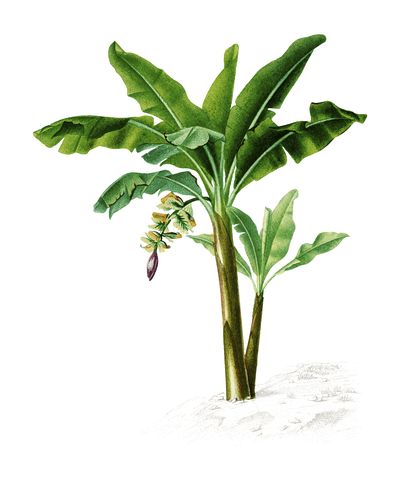 Banana Tree Png, Musa Banana, Banana Plant, Jungle Mural, Grass Painting, Tropical Illustration, Photo Frame Wallpaper, Free Illustration Images, Tree Sketches