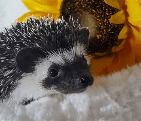 Hedgehog Photoshoot, Black Hedgehog, Hedgehog Colors, Sonic Ocs, Animal Ideas, Hedgehog Pet, Truth Be Told, Pet Ideas, White Garden