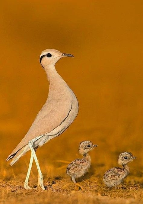 🐦🐦🐦🐦🐦🐦 Desert Birds, Mama Bird, Baby Birds, Bird Pictures, Pretty Birds, Bird Photo, Colorful Birds, Animal Planet, Animal Photo