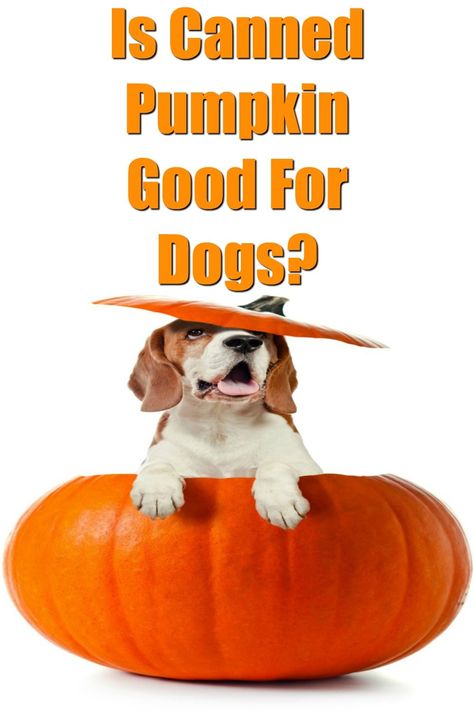 Canned pumpkin can be a nice addition to a dog's diet when given in moderation. It can also be used to make healthy baked and frozen dog treats. Canned pumpkin is low in fat and high in fiber and other good nutrients. Is Canned Pumpkin Good For Dogs? - My Brown Newfies Canned Pumpkin For Dogs, Pumpkin Recipes For Dogs, Can Dogs Eat Pumpkin, Constipated Dog, Pumpkin Crockpot, Pretty Pets, Frozen Pumpkin, Frozen Dog Treats, Pet Nutrition