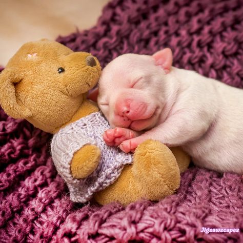 Puppy Photoshoot, Newborn Puppy, Cute Puppy Photos, Puppy Photography, Puppy Mom, Newborn Puppies, Shiba Inu Puppy, Dog Photoshoot, Australian Shepherd Dogs