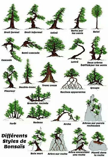 tipos de bonsai y sus nombres de pino Tanaman Air, Bonsai Diy, Bonsai Pruning, Jade Bonsai, Bonsai Forest, Bonsai Tree Types, Bonsai Care, Bonsai Tree Care, Bonsai Techniques