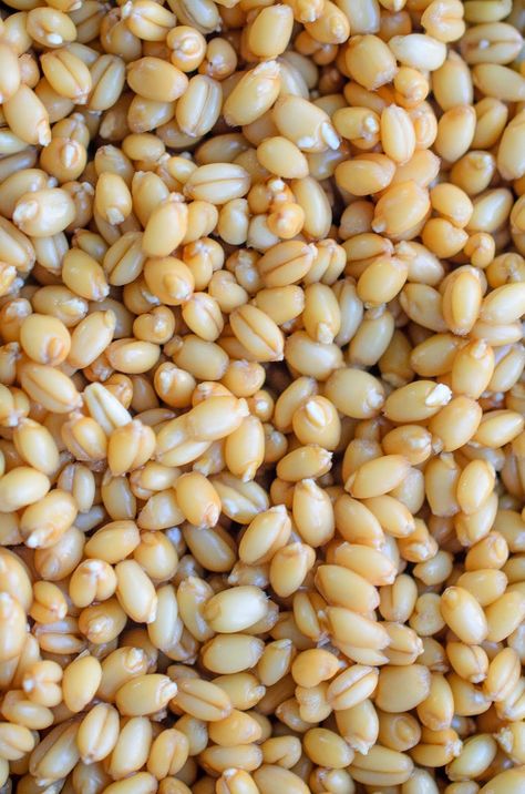 How To Sprout Wheat Berries to Make Your Own Sprouted Flour (Step-By-Step with Pictures) ~ The Tiffin Box Sprouted Grains, Tiffin Box, Wheat Berries, Thm Recipes, Wheat Flour, The Start, Sprouts, Wheat, Flour