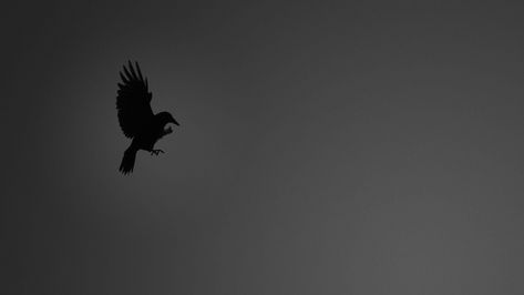 Crows Laptop Wallpaper 4k Crow Wallpapers, Six Of Crows Wallpaper, Laptop Wallpaper 4k, Crows Wallpaper, Birds Wallpaper Hd, Hd Wallpapers For Pc, Evil World, Free Desktop Wallpaper, 1080p Wallpaper