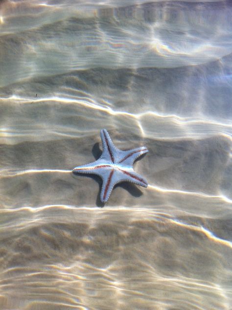 Starfish at Tangalooma Resort, Moreton Island Australia Sand Island, Christmas Island, Norfolk Island, Fraser Island, Brisbane City, Instagram Ideas Photography, Ideas Photography, Island Resort, Queensland Australia