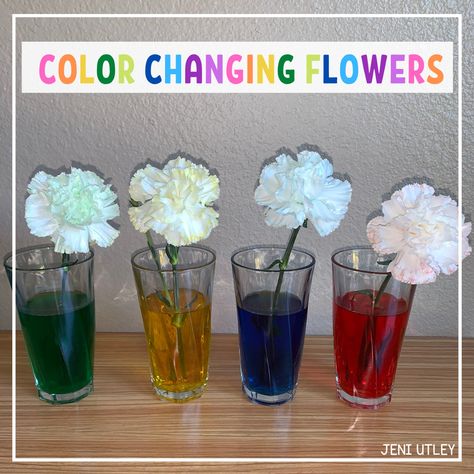 COLOR CHANGING FLOWER ACTIVITY FOR PRESCHOOLERS Color Changing Flowers Science Project, Thanksgiving Unit Study, Flower Activity, Blow Art, Creative Curriculum Preschool, Preschool Sensory, Numeracy Activities, Cognitive Activities, Activity For Preschoolers