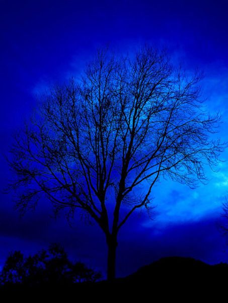 Blue Half Elf, Blue Aesthetic Dark, Everything Is Blue, Kind Of Blue, Blue Pictures, Blue Dream, Blue Hour, Feeling Blue, Love Blue