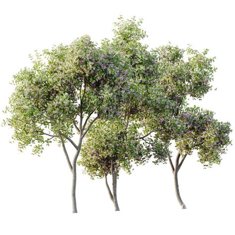 Plants Butterfly Orchid Geranium Bauhinia Purpurea Purple Tree Tree Dwg, Beer Production, Architecture Tree Png, Png Trees Photoshop, Purple Flowering Tree, Purple Trees Aesthetic, Butterfly Orchid, Mood Tone, Lavender Petals