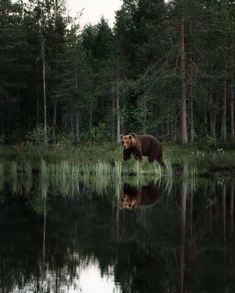 Watercolor Pictures, Its A Mans World, Out Of The Woods, Call Of The Wild, Bear Pictures, Magical Forest, Wildlife Animals, Guys Be Like, Brown Bear