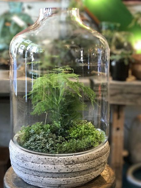 Asparagus Fern Arrangement, Asparagus Fern Terrarium, Pottery Place, Framed Botanical Prints, Spring Air, Asparagus Fern, Garden Urns, Evergreen Plants, Framed Botanicals