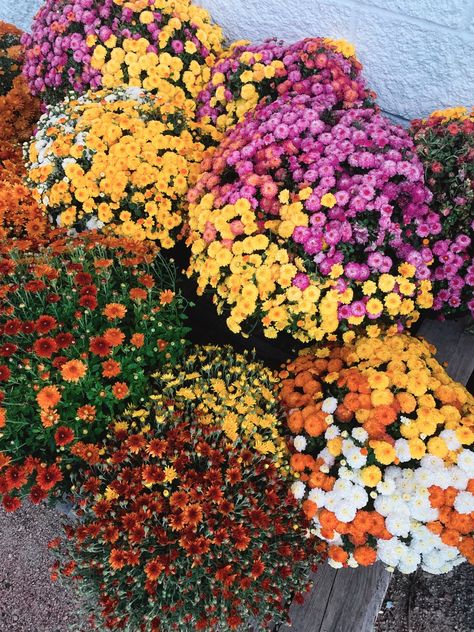 🌼 Fall Mum Pre-Orders Are Here! 🌼 Bring the vibrant colors of fall to your home with locally grown Nebraska mums! Choose from a wide variety of unique colors in single pots or beautiful trios. Pre-orders are open now through September 4, and pick-up begins on September 7. Don’t miss out on these seasonal favorites! 👉 Tap the link to pre-order your mums today and add some autumn charm to your home! https://www.rootedplantco.com/product/potted-mums-pre-order/1797 #FallFlowers #MumSeason #Loc... Mums Aesthetic, Potted Mums, Planting Mums, Mum Flower, Fall Mums, Mums Flowers, Colors Of Fall, Fall Garden, Wedding 2025