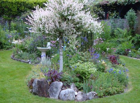 Salix Hakuro Nishiki, Salix Integra Hakuro Nishiki, Hakuro Nishiki, Salix Integra, Corner Garden, Flower Beds, Fairy Garden, Stepping Stones, Outdoor Decor