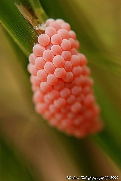 Snail Eggs | My pace on flickr now is as slow as the snail's… | Flickr Snail Eggs, Family Routine, Insect Eggs, Miss You Guys, My Free Time, Strange Things, Arachnids, New Family, Magical Creatures