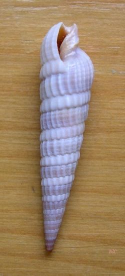 Common American Auger (Terebra dislocata) Seashell Identification, Auger Shell, Sea Of Love, Shells And Sand, Jewel Of The Seas, I Love Jesus, Ocean Treasures, Shell Collection, She Sells Seashells