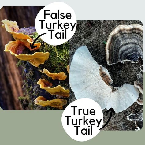 False Turkey Tail Fungi: Identification and Lookalikes Turkey Tail Mushroom, Mushroom Identification, Growing Mushrooms At Home, Green Algae, Wild Yeast, Conifer Trees, Organic Matter, Deciduous Trees, Mushroom Recipes