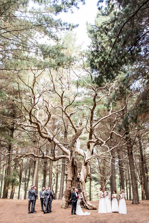 Kuitpo Forest, SA.  Adelaide Wedding Wedding Australia, Adelaide Wedding, Forest Wedding, Dreamy Wedding, Photo Location, Digital Photography, Wedding Stuff, Wedding Inspo, Perfect Wedding