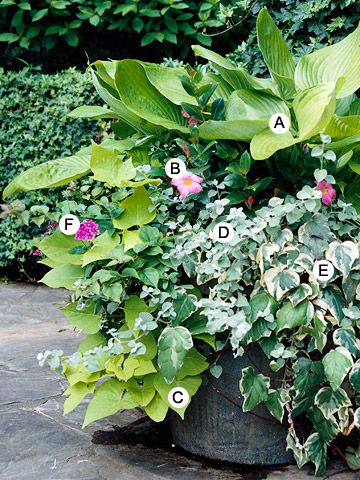 Shade Garden:      A. Hosta plantaginea -- 1
B. Mandevilla 'Alice du Pont' -- 1
C. Sweet potato vine (Ipomoea batatas 'Margarita') -- 1
D. Licorice plant (Helichrysum petiolare) -- 2
E. Algerian ivy (Hedera algeriensis) -- 2
F. Verbena 'Superbena Burgundy' -- 3 Algerian Ivy, Helichrysum Petiolare, Hosta Plantaginea, Licorice Plant, Shade Gardening, Sweet Potato Vine, Shade Gardens, Potato Vines, Asparagus Fern