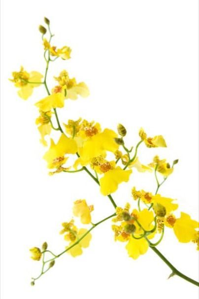 Oncidium Orchid Oncidium Orchid, Oncidium Orchids, Floral Art, Orchids, Iphone Wallpaper, Flowers, Floral