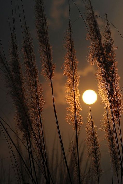 Moon Photos, Moon Pictures, Fotografi Alam Semula Jadi, Moon Photography, Beautiful Moon, Harvest Moon, Photography Wallpaper, Alam Semula Jadi, Nature Wallpaper