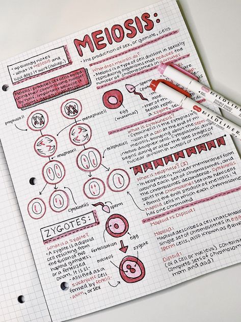 ap biology notes. meiosis. science. #neathandwritting #aestheticnotes #apbiology #notes #school #prettynotes Studie Hacks, Learn Biology, Notes School, مشروعات العلوم, Study Biology, School Study Ideas, Nurse Study Notes, Biology Facts, College Notes