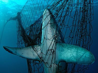 Misunderstood Shark, Thresher Shark, Ocean Habitat, Shark Conservation, Habitat Destruction, Under The Ocean, Nature Conservation, Sharks, Ocean Waves