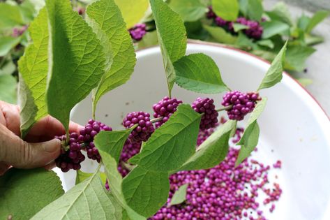 Time to Make Authentic Florida Beautyberry Jelly - Authentic Florida Beauty Berry Jelly Recipe, Huckleberry Jalapeno Jelly, Florida Edible Plants, Wild Violet Jelly, Beautyberry Jelly, Water Canning, American Beautyberry, Wild Florida, Medical Plants