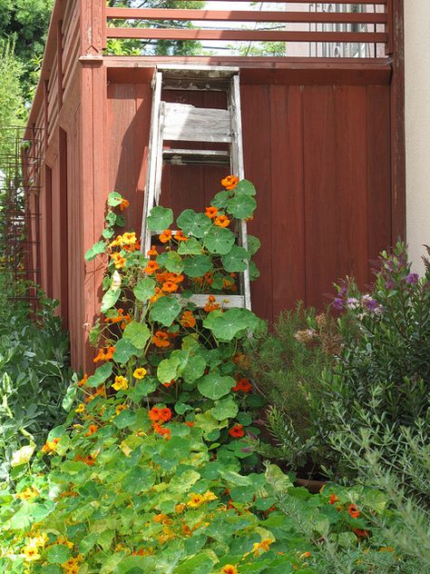 nasturtiums climb an old ladder in the garden...I have some trellises that I will plant nasturtiums around - (perennials) Edible Front Yard, Ladders In The Garden, Nasturtium Garden, Garden Ladder, Old Ladder, Backyard Flowers, English Cottage Garden, A Ladder, Unique Gardens