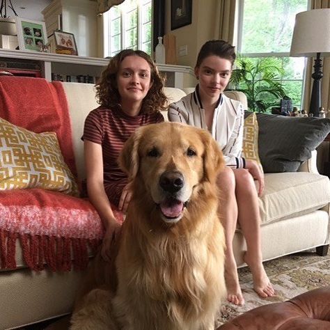 Olivia Cooke, Anya Taylor Joy, Thoroughbred, Movie Scenes, Teen Wolf, On Set, Golden Retriever, Fangirl, Photo Gallery