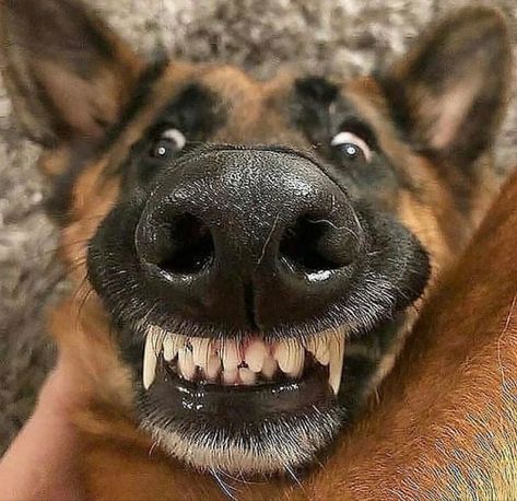 German Shepherd Memes, German Shepherd Pictures, Funny German Shepherd, German Shepherd Funny, Luxury Dog Collars, Luxury Dog, Shepherd Puppies, German Shepherd Puppies, German Shepherd Dogs