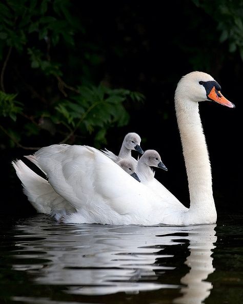 Tijdens hun stunt wort Miles gebeten in zijn achterwerk door een zwaan. Hierdoor vertragen ze even. Toch kan de Adelaar hen niet inhalen en verloopt hun plannetje perfect. Tiny Animals, Mute Swan, Water Birds, Beautiful Swan, Swan Lake, Pretty Birds, Celine Dion, Alam Yang Indah, Colorful Birds