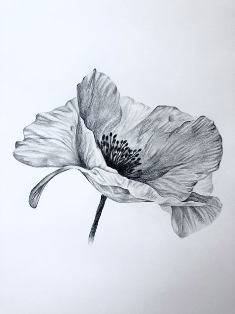 Graphite Flower Drawing, Poppy Flower Drawing, Poppy Flower Tattoo, Poppy Drawing, Poppies Tattoo, Flower Line Drawings, Flower Drawing Tutorials, Watercolor Flowers Tutorial, Pen Art Drawings