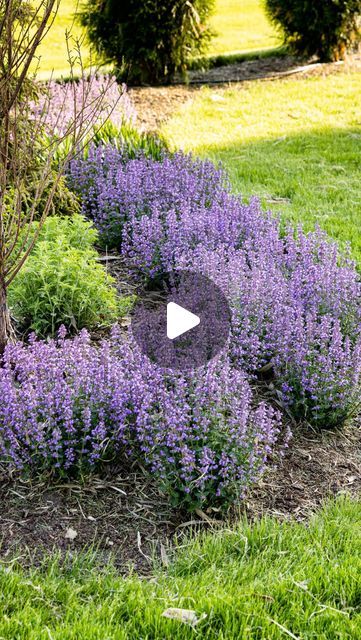 Nepeta Cats Pajamas Landscape, Cats Pajamas Nepeta, Millennium Allium, Globemaster Allium, Kaleb Wyse, Allium Globemaster, Russian Sage, Cat Pajamas, Garden Recipes