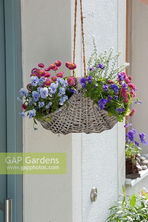 Hanging basket with Viola cornuta, Bellis and Myosotis Spring Baskets, Hanging Plants Outdoor, Viola Flower, Farm Show, Plants Outdoor, Plant Photography, Garden Features, Hanging Basket, All About Plants