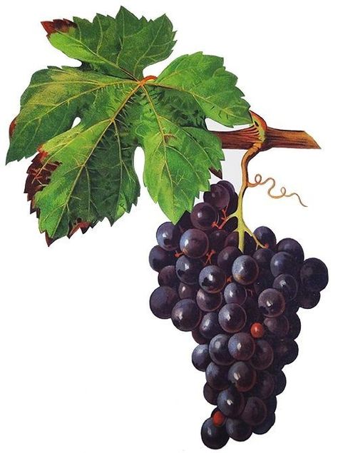 Grape Leaves Painting, Grape Drawing, Margaret River Wineries, Fruit Collage, Wine Leaves, Grapes And Cheese, Grape Painting, Wallpaper Images Hd, Wine Painting