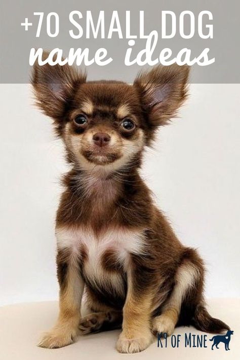 Looking for the perfect name for your petite pooch? We'll help with naming inspiration - see our list of the best dog name ideas for tiny pups! Small Dog Names Boys, Small Male Dog Names, Boy Puppy Names Unique, Names For Boy Dogs, Names For Girl Dogs, Chihuahua Names Boys, Unique Girl Dog Names List, Dog Names Girl, Dogs Names List