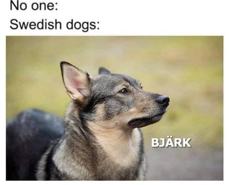 Bjark Bjark #dog #dogmemes #funnydogs #funnydogmemes #memes Dog Meme, Best Funny Photos, Funny Dog Memes, Funny Images Laughter, Daily Funny, Pewdiepie, Funny Animal Memes, Oui Oui, Dog Memes