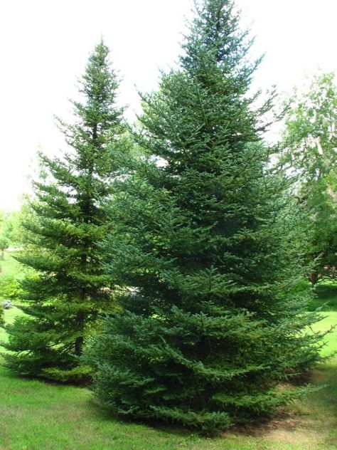 Abies balsamea var. phanerolepis - bracted balsam fir, Canaan fir Balsam Fir Tree, Balsam Tree, Balsam Fir, Spruce Tree, Moon Photography, Fir Tree, Photo Tree, Green Garden, Tree Farms