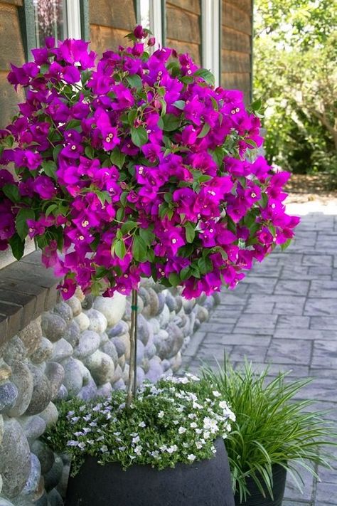 Growing Bougainvillea in Pots | Bougainvillea Care in Containers Bugambilia Garden Ideas, Bougainvillea Trellis, Bougainvillea Tree, Florida Landscape, Tanaman Pot, Small Patio Garden, Garden Containers, The Secret Garden, Bougainvillea