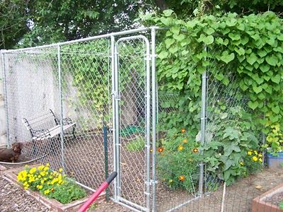 The Kennel Garden Dog Kennel Garden Ideas, Dog Kennel Garden, Repurposed Dog Kennel, Chain Link Dog Kennel, Backyard Homesteading, Kennel Ideas Outdoor, Dog Kennel Outside, Home Made Pizza, Making Pizza