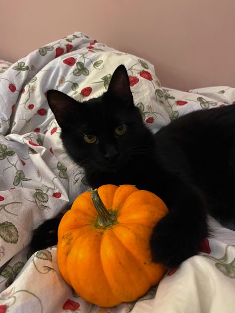 spooky season halloween autumn fall cat pumpkin Cats Photoshoot, Autumn Cats, Autumn Board, Fall Cat, Fall Cats, Emma Style, 3 Cats, Black Kitty, Fall Yall