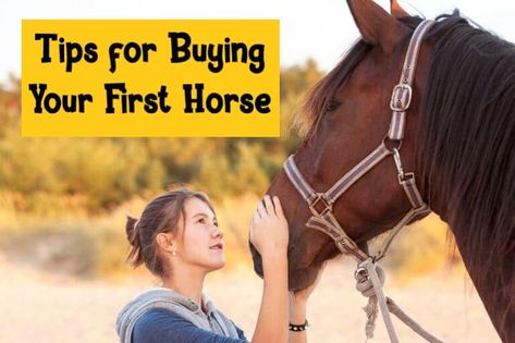 Tips for Buying Your First Horse First Horse, Horse Ownership, Horse Owner, Make Mistakes, Shopping Advice, Horse Stuff, Have You Ever, Saddle, Horses