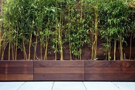 Bamboo privacy screen Bamboo Planter, Contemporary Planters, Wooden Planter, Bamboo Garden, Garden Area, Landscape Designs, Bamboo Plants, Backyard Fences, Wooden Planters