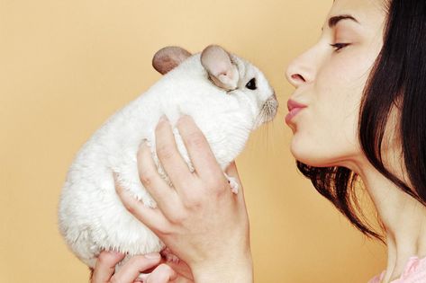 Browse through a list of cute and quirky reader-submitted pet names for chinchillas. Also includes basic information on chinchilla characteristics. Chinchilla Facts, Pet Name Ideas, Hammock Diy, Chinchilla Cute, Chinchilla Cage, Chinchilla Food, Exotic Pet, Pet Ideas, Cute Posts