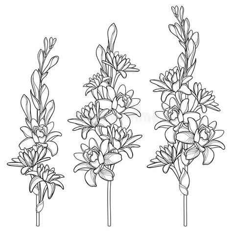 Vector set of outline tropical Agave amica or Polianthes or Tuberose bunch with open flower and bud in black isolated on white. Vector set of outline tropical royalty free illustration Tuberose Tattoo, Ukrainian Flowers, Cute Shoulder Tattoos, Flowers Tattoos, Soap Photography, Whale Tattoos, Cute Bibles, Open Flower, Shoulder Tattoos